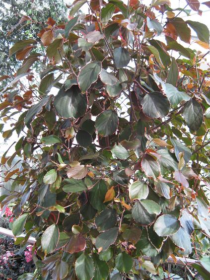 Acalypha wilkesiana 'Obovata' 