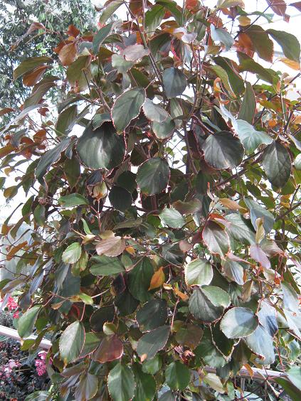 Acalypha wilkesiana 'Obovata' 