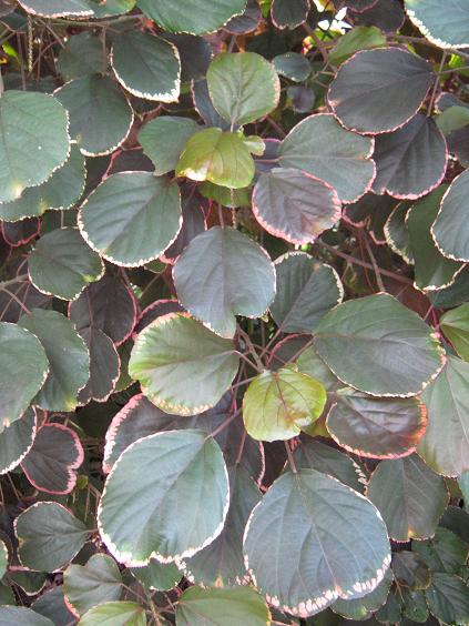 Acalypha wilkesiana 'Obovata' 