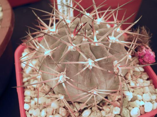 Acanthocalycium glaucum rubriflorum 