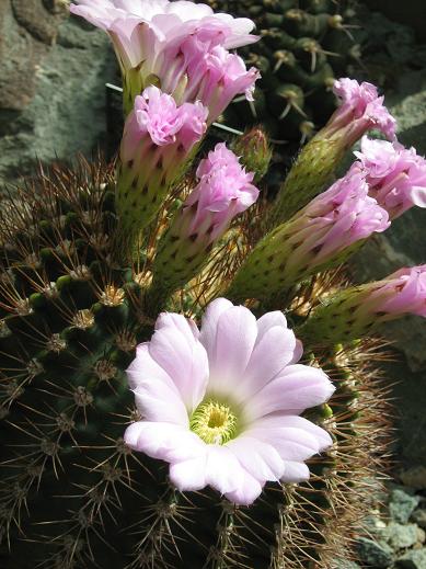 Acanthocalycium spiniflorum violaceum 