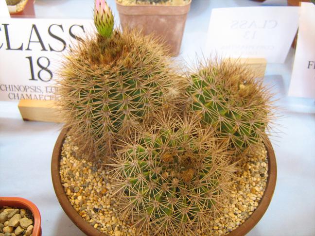 Acanthocalycium violaceum 