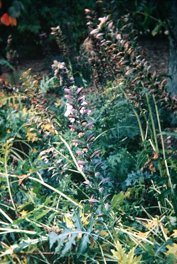 Acanthus mollis 