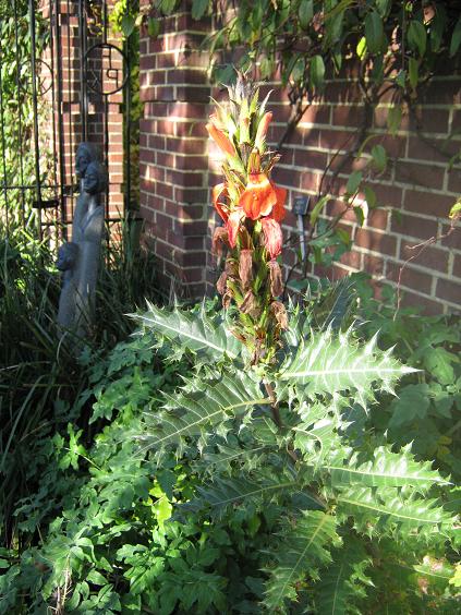 Acanthus sennii 