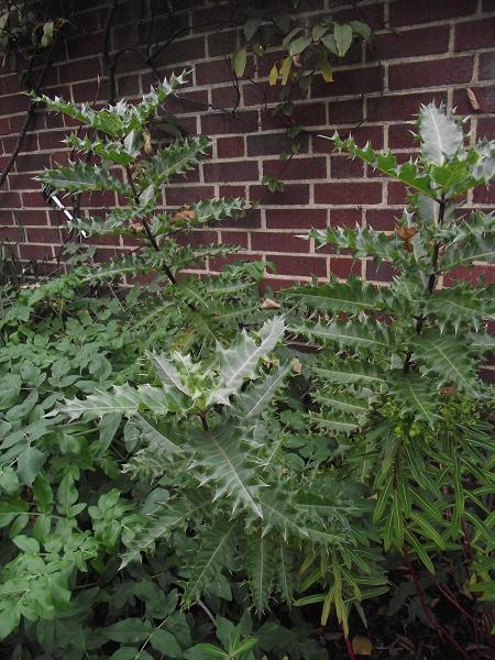 Acanthus sennii 