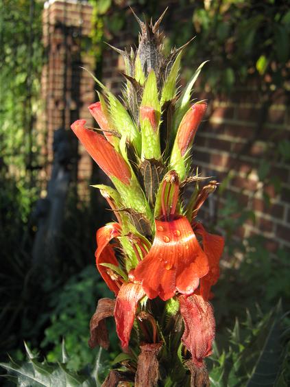 Acanthus sennii 