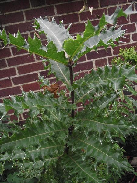 Acanthus sennii 