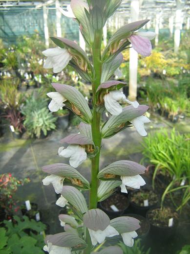 Acanthus 'Summer Beauty' 