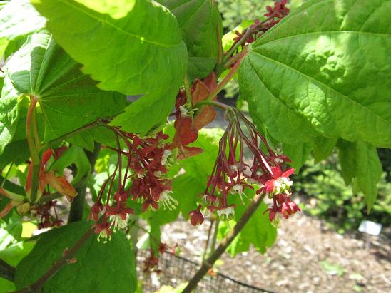 Acer circinnatum 