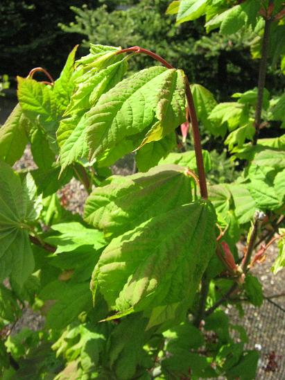 Acer circinnatum 