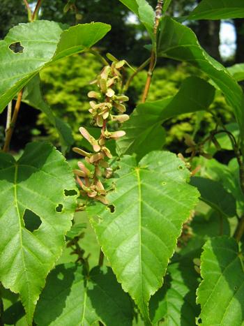 Acer davidii davidii 