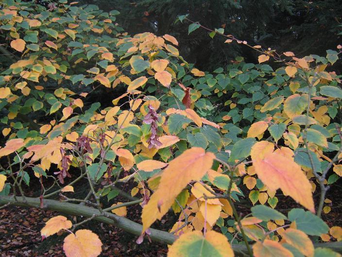 Acer davidii grosseri 