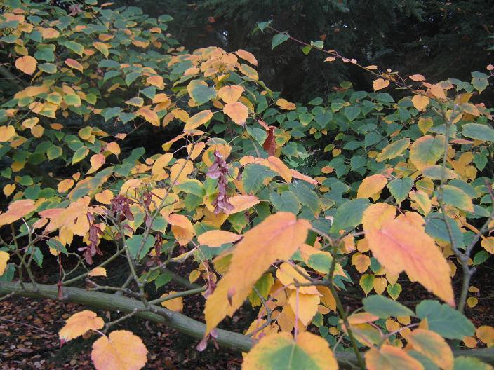 Acer davidii grosseri 