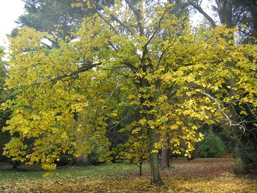 Acer diabolicum 