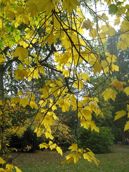 Acer diabolicum 