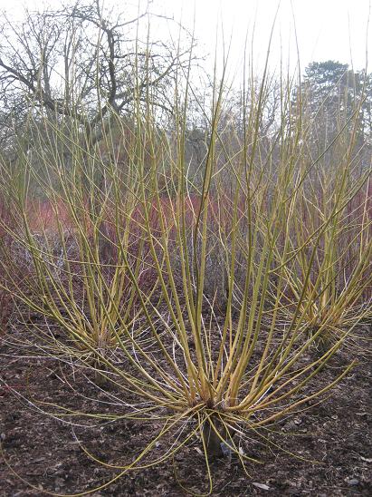 Acer negundo 'Winter Lightning' 