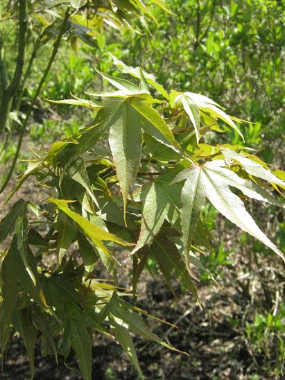 Acer oliverianum 