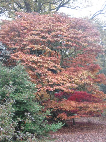 Acer palmatum 