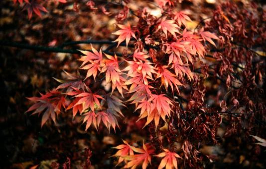 Acer palmatum 