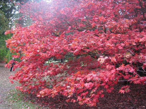 Acer palmatum 