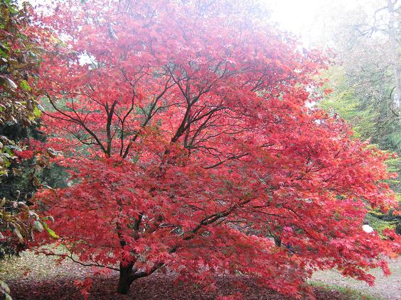 Acer palmatum 