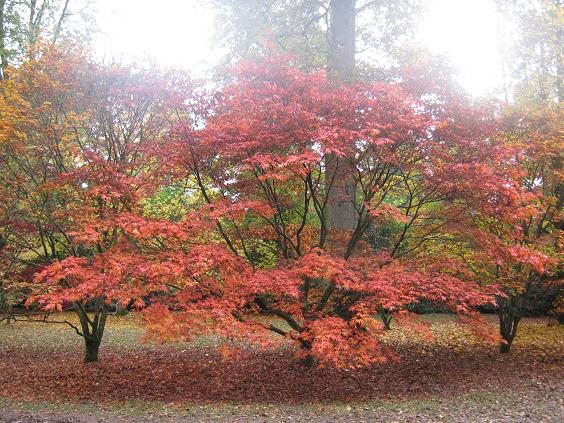 Acer palmatum 