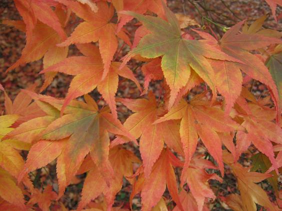 Acer palmatum 