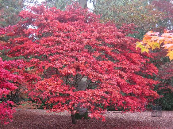 Acer palmatum 