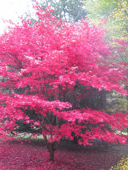 Acer palmatum amoenum 