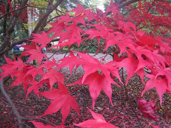 Acer palmatum amoenum 