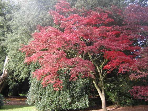 Acer palmatum amoenum 