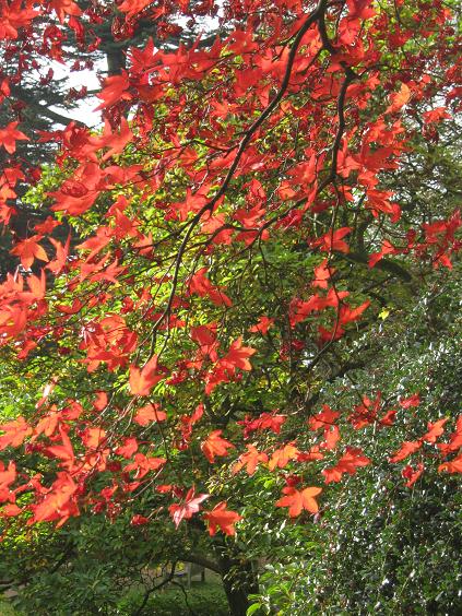 Acer palmatum amoenum 