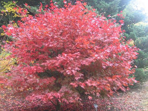 Acer palmatum 'Ashurst Wood' 