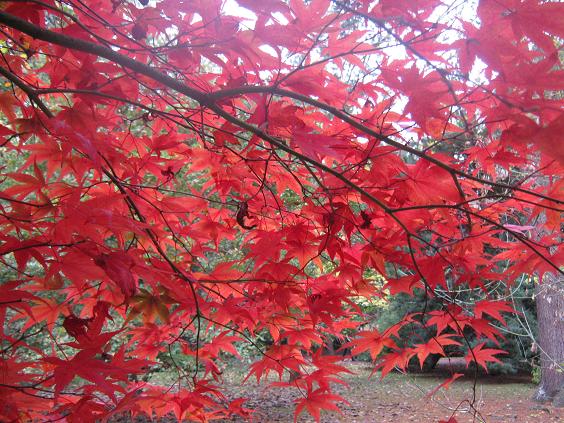 Acer palmatum 'Atropurpureum' 