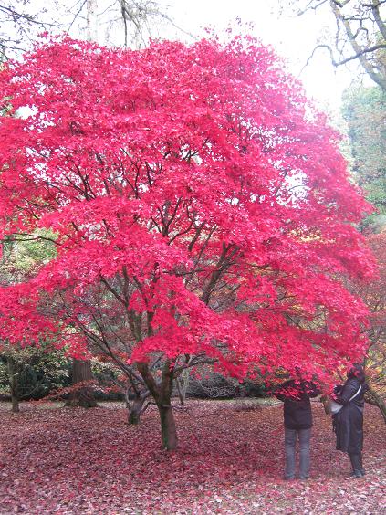 Acer palmatum 'Atropurpureum' 