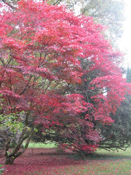 Acer palmatum 'Atropurpureum' 