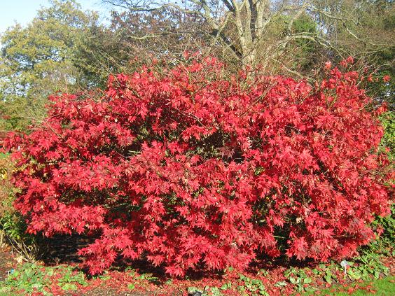 Acer palmatum 'Bloodgood' 