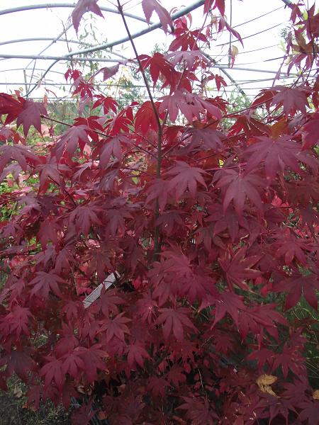 Acer palmatum 'Bloodgood' 