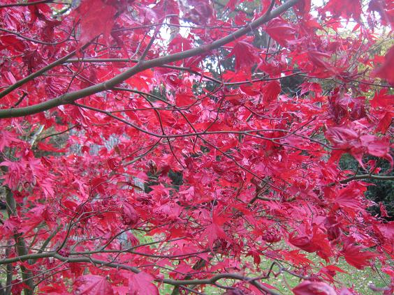 Acer palmatum 'Bloodgood' 