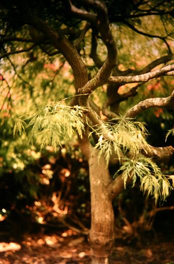 Acer palmatum 'Dissectum' 
