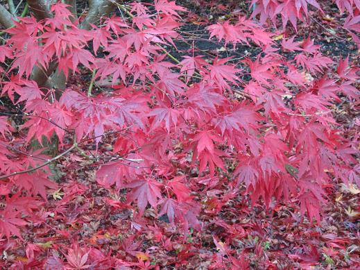 Acer palmatum 'Dormansland' 