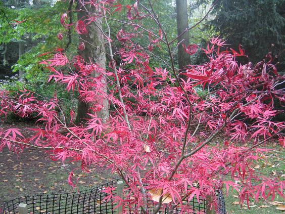 Acer palmatum 'Greenthumb North Carolina' 