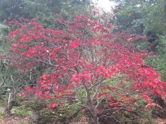 Acer palmatum 'Hessei' 