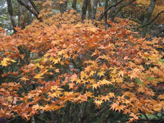 Acer palmatum 'Lutescens' 