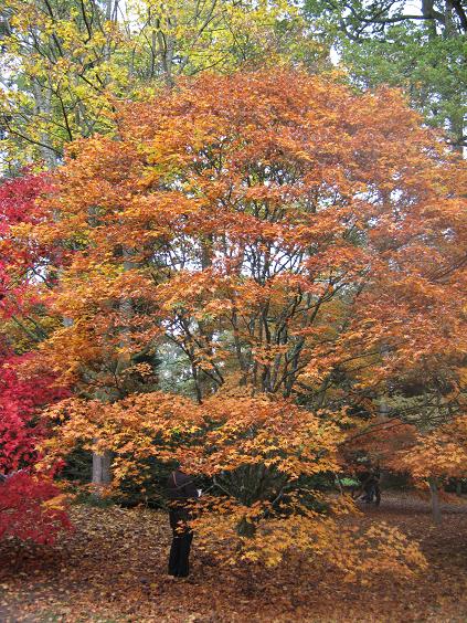 Acer palmatum 'Lutescens' 