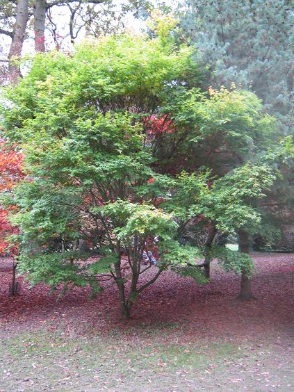 Acer palmatum matsumurae 