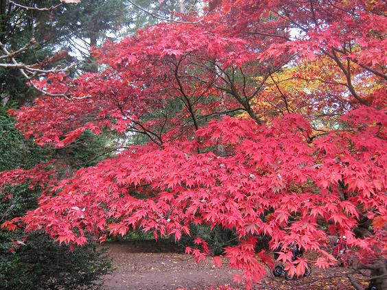 Acer palmatum matsumurae 