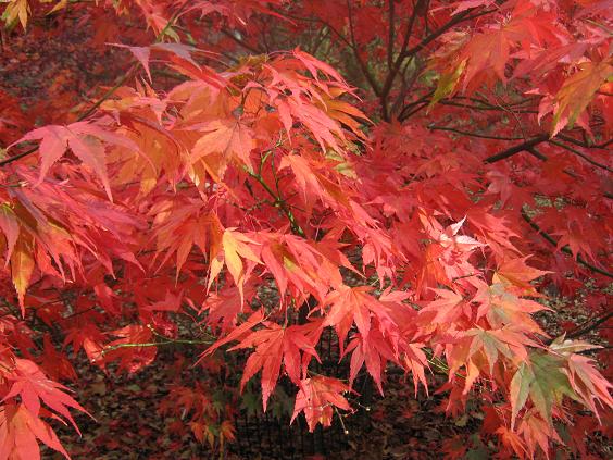 Acer palmatum matsumurae 