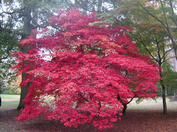 Acer palmatum matsumurae 