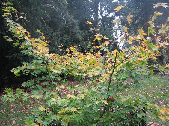 Acer palmatum 'Misty Morn' 